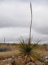 Desert Spoon Drought tolerant xeriscaping native