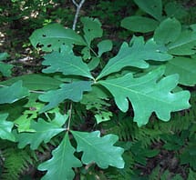 White Oak Foliage