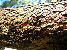 African Sumac tree bark