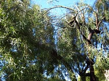 crazy looking african sumac tree