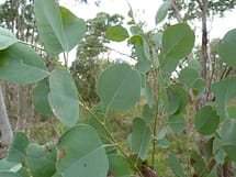 Silver Dollar Gum Eucalyptus