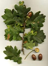 White oak acorns and leaves