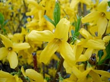 Forsythia Flowering