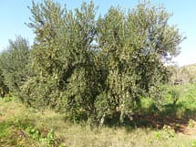 Wild Olive growing unpruned