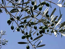 olive tree foliage and fruit