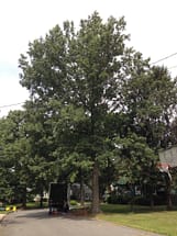 Pin Oak - Quercus Palustris