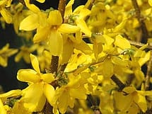 Forsythia Flowering