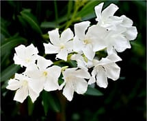 Oleander Flower white