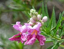 Chilopsis Linearis flower