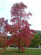 Sweet Gum fall foliage color