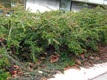 cotoneaster horizontalis hedge unpruned