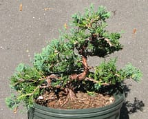 blue rug juniper chinensis wiltonii in landscape bonsai wired nursery stock training prebonsai