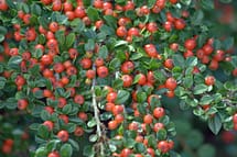 cotoneaster horizontalis red berries