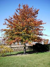 Pin Oak - Quercus Palustris