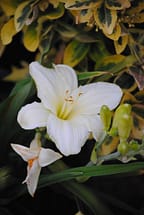 White Daylily Flower