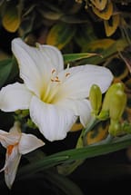 daylily white flower