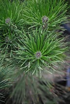 japanese black pine macro photo of foliage