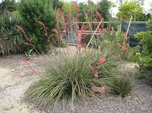 red yucca plant in flower