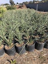 5 gallon red yucca plants