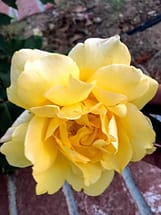 Cream Yellow Rose