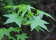 Liquidambar styraciflua leaves