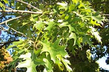 Quercus Palustris Leaves