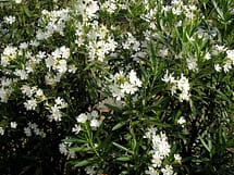 White Oleander Flower