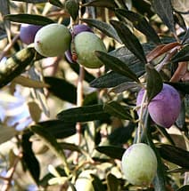Olives ripening on the tree
