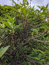 forsythia bush