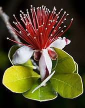 pineapple guava flower in bloom