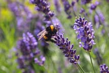 bee on Lavender plant pollinator flower