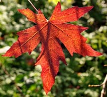fall sweet gum leaves color