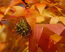 Sweet Gum leaves and seeds
