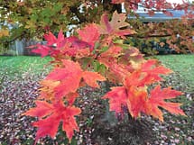 Freeman's Maple Leaf Fall Color Autumn Fantasy Maple