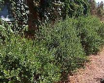 Common Myrtle Hedge