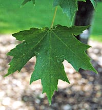 Freeman's Maple Leaf
