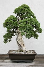 Procumbens Juniper Bonsai Tree