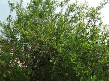 Pomegranate Bush