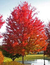 silver maple fall color 2