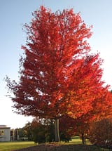 silver maple fall color