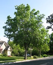 fraxinus anguvstifolia ray wood ash tree