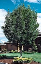 raywood ash tree