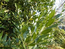 laurus nobilis leaves