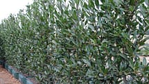 bayleaf laurus nobilis hedge screen privacy windbreak