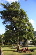 bayleaf tree