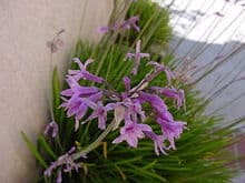 Society Garlic Flower