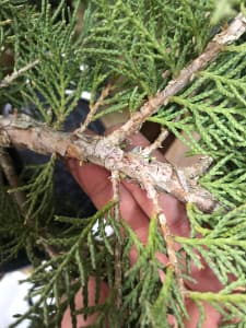 cleaning a juniper bonsai