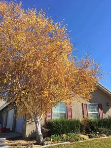 European White Birch