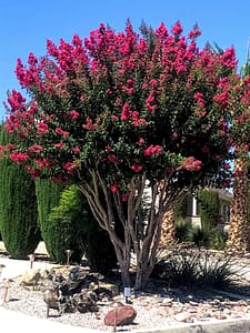 Watermelon colored multi trunk Crape Myrtle
