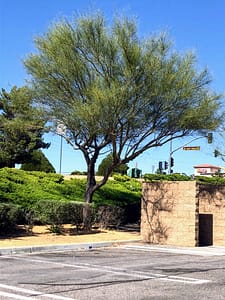 Palo Verde Tree